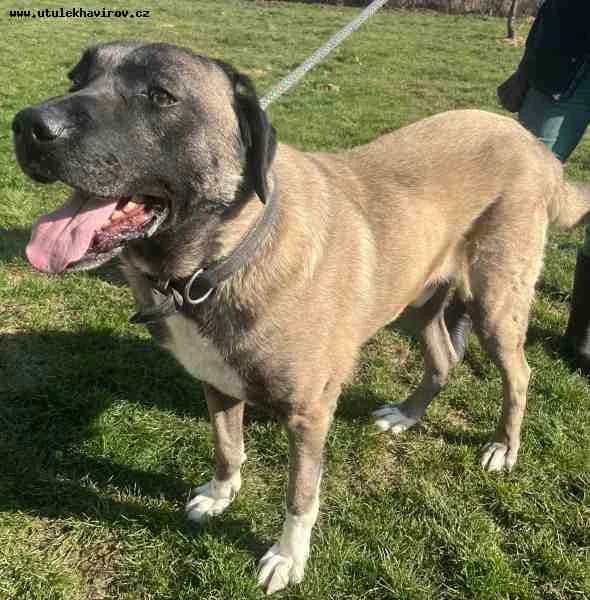Sultán, Hnědá male 3yo mixed breed for adoption at MAX Útulek Havířov, Havířov-Havířov 4