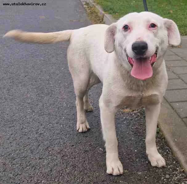 Vločka, Bílá female mixed breed for adoption at MAX Útulek Havířov