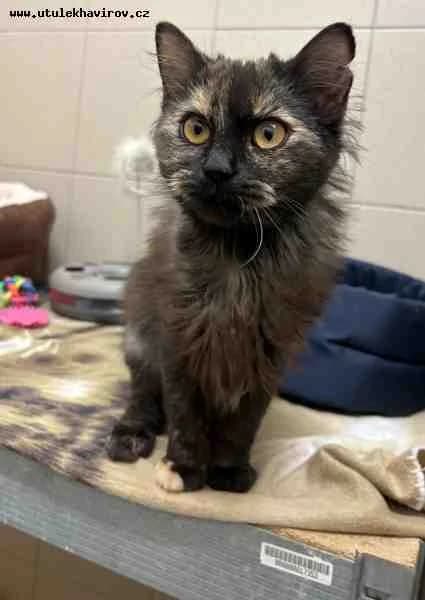 Scooty, Želvovinová female mixed breed for adoption at MAX Útulek Havířov