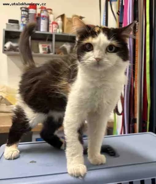 Sára, Trikolora female mixed breed for adoption at MAX Útulek Havířov