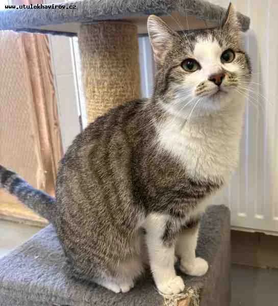 Sany, bílomourovaná female mixed breed for adoption at MAX Útulek Havířov