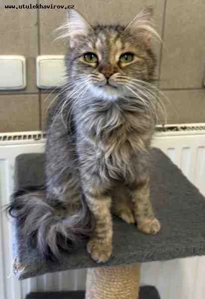 Sisi, Mourek female mixed breed for adoption at MAX Útulek Havířov