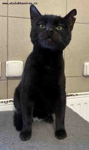 Saša, Černá female mixed breed for adoption at MAX Útulek Havířov