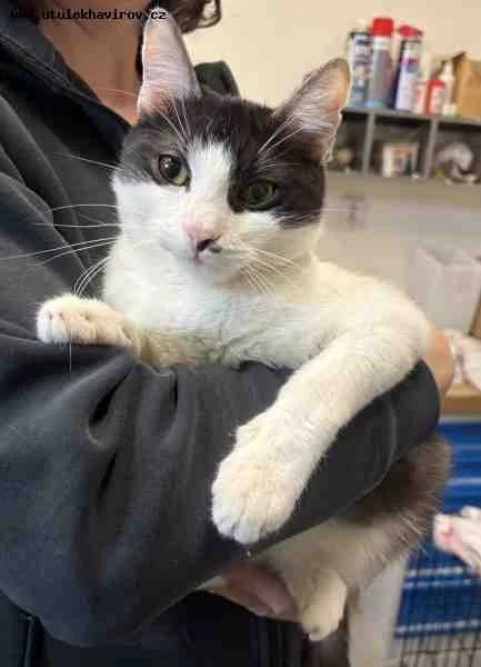 Simon, černobílá male mixed breed for adoption at MAX Útulek Havířov