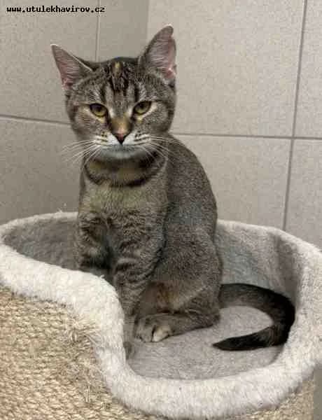 Samanta, mourek female mixed breed for adoption at MAX Útulek Havířov