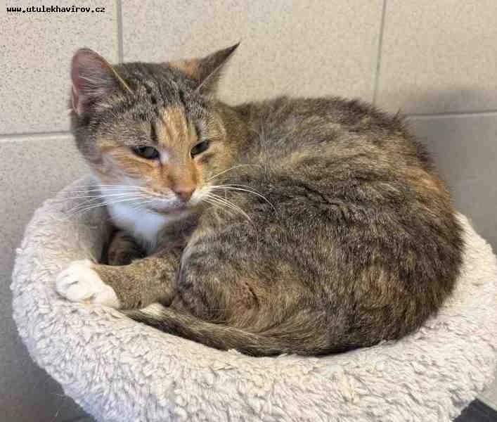 Síma, rezavý mourek female mixed breed for adoption at MAX Útulek Havířov