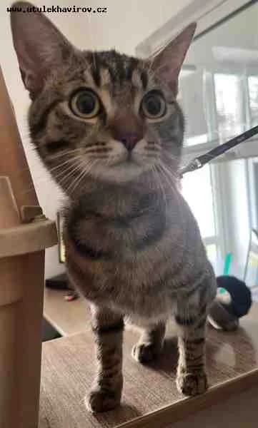 Julian, mourek male mixed breed for adoption at MAX Útulek Havířov