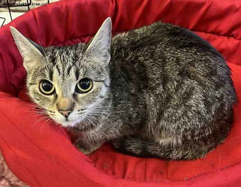 Vanda, mourek female mixed breed for adoption at MAX Útulek Havířov