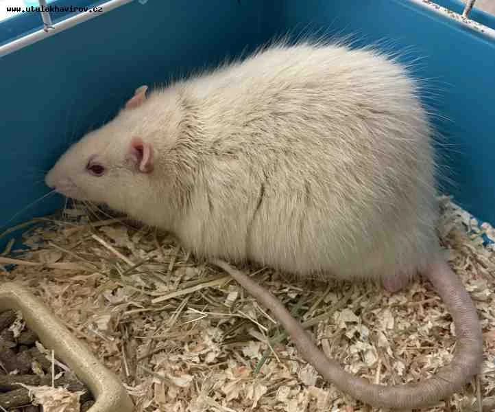 Pepin, bílá mixed breed for adoption at MAX Útulek Havířov