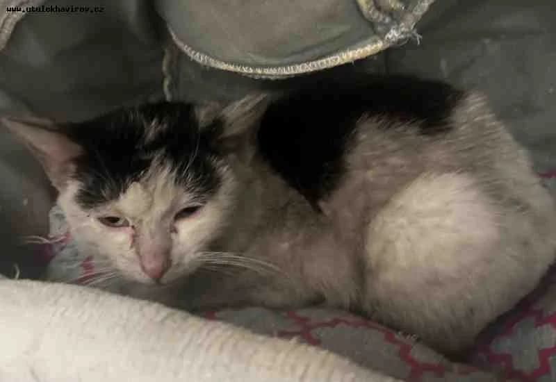 Lora, černobílá female mixed breed for adoption at MAX Útulek Havířov