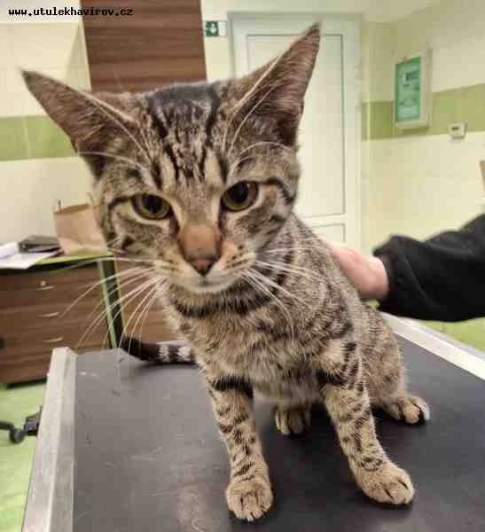 Oskar, mourek male mixed breed for adoption at MAX Útulek Havířov