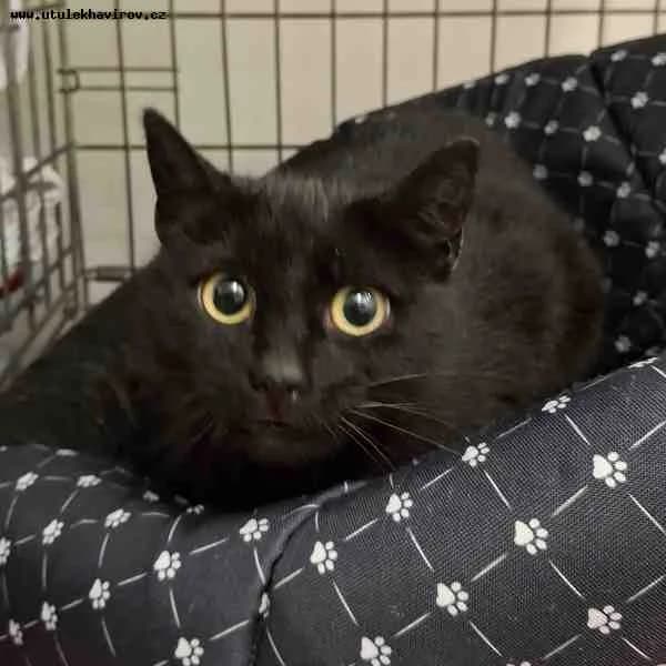 Erika, černá female mixed breed for adoption at MAX Útulek Havířov