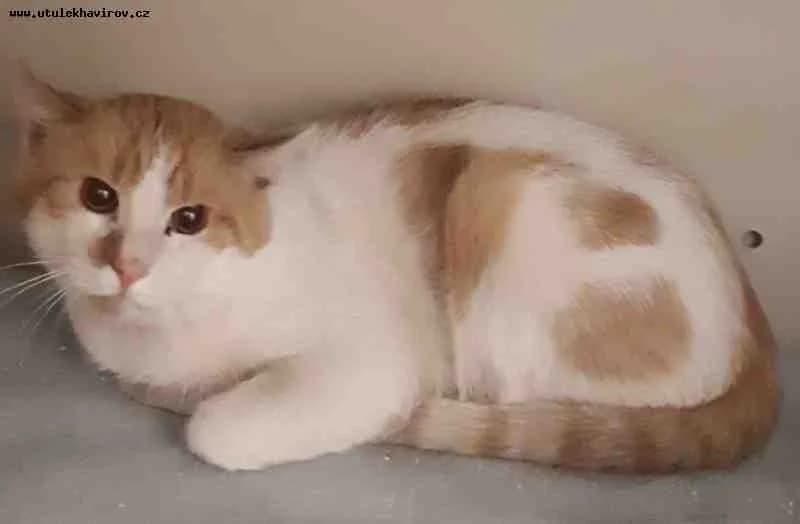 Eliot, bílo-rezavá male mixed breed for adoption at MAX Útulek Havířov