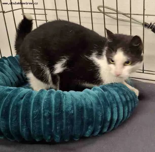 Izabela, černobílá female mixed breed for adoption at MAX Útulek Havířov