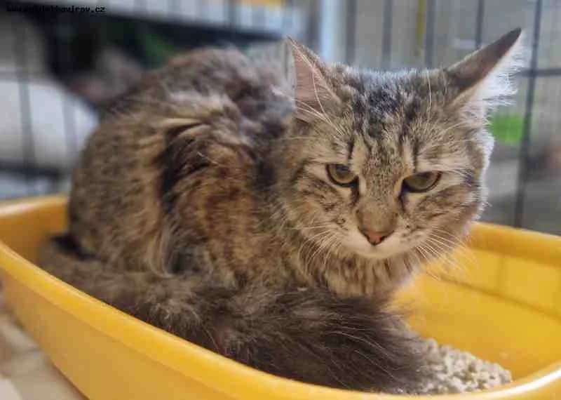 Dorotka, mourek female mixed breed for adoption at MAX Útulek Havířov