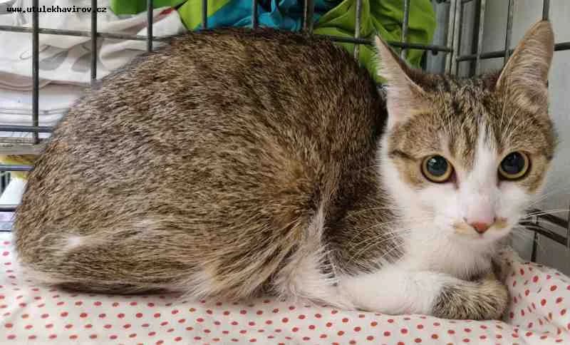 Zuzanka, bílá-mourek female mixed breed for adoption at MAX Útulek Havířov