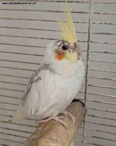 Pepík, žlutobílá mixed breed for adoption at MAX Útulek Havířov