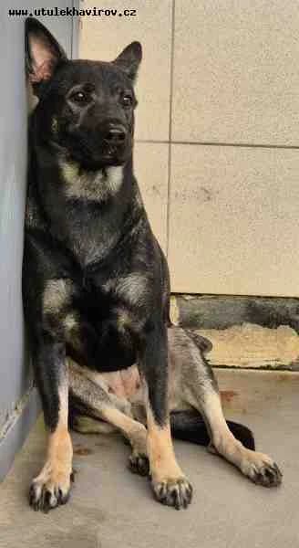 Roky, Vlkošedá female 3yo mixed breed for adoption at MAX Útulek Havířov, Havířov-Havířov 4