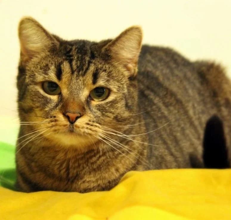 Valentýnka, female 4yo mixed breed for adoption at Mikes HB, Havlíčkův Brod
