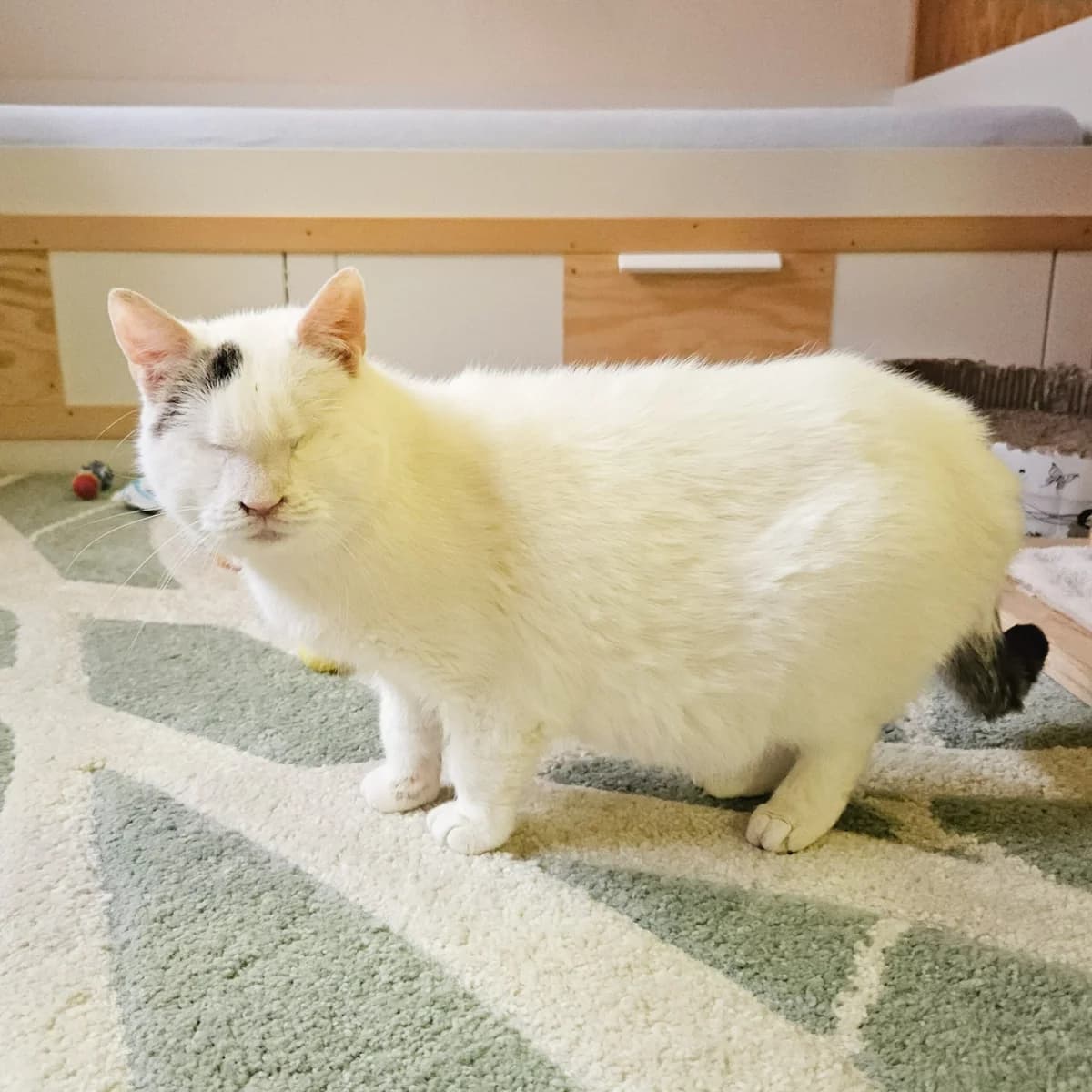 Tonička, female 7yo mixed breed for adoption at Mikes HB, Havlíčkův Brod