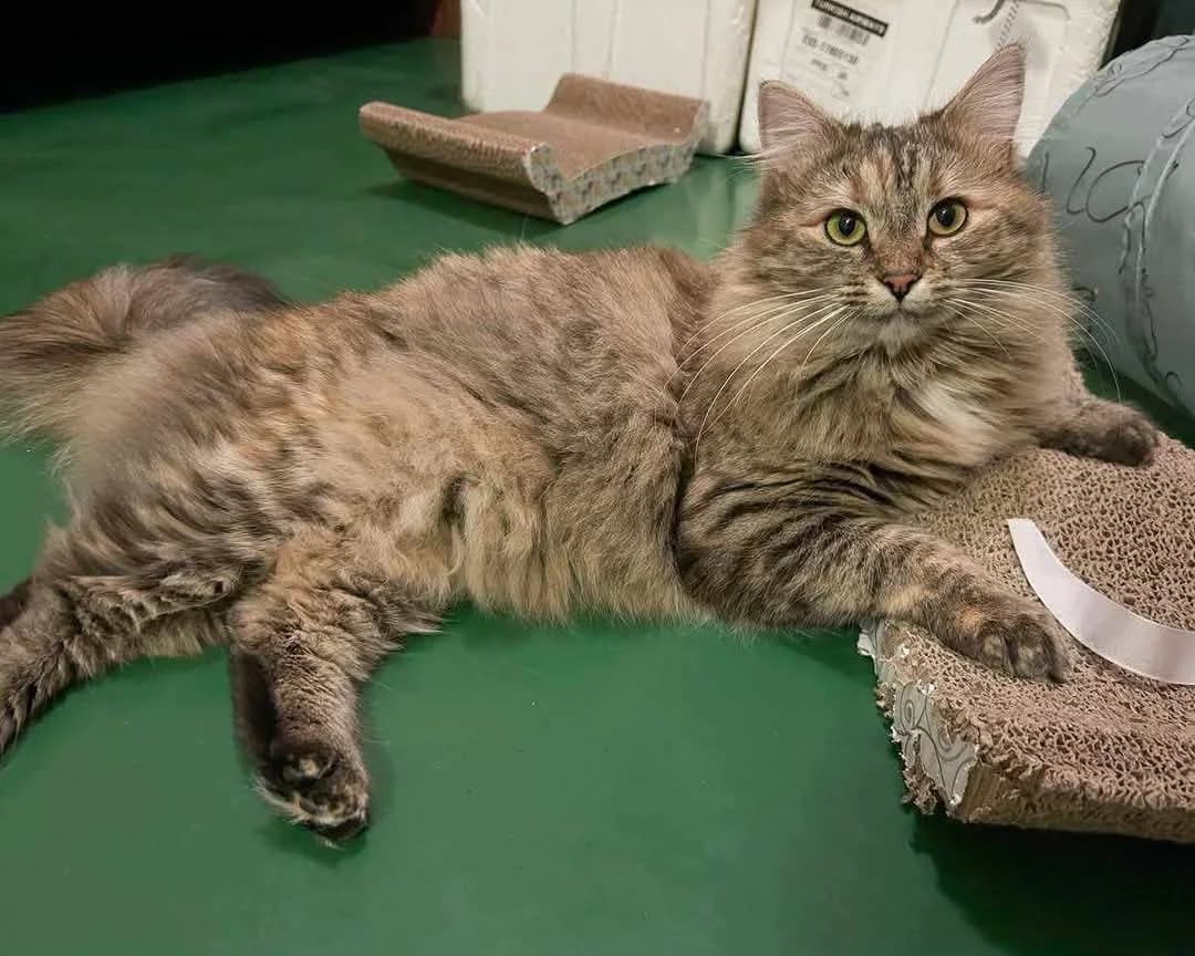 Nami – rezervace, female mixed breed for adoption at Mikes HB, Havlíčkův Brod