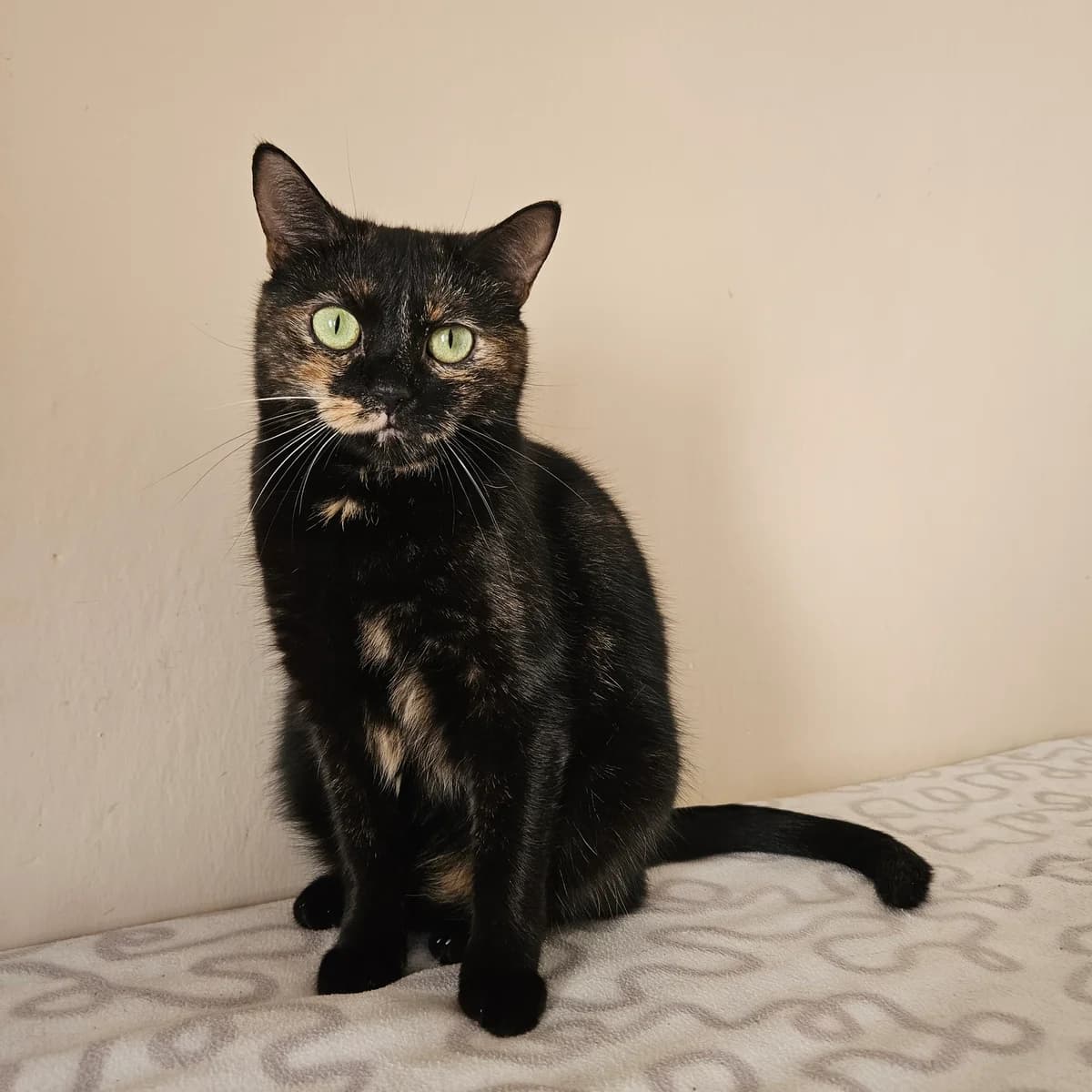 Marjánka, female 5yo mixed breed for adoption at Mikes HB, Havlíčkův Brod
