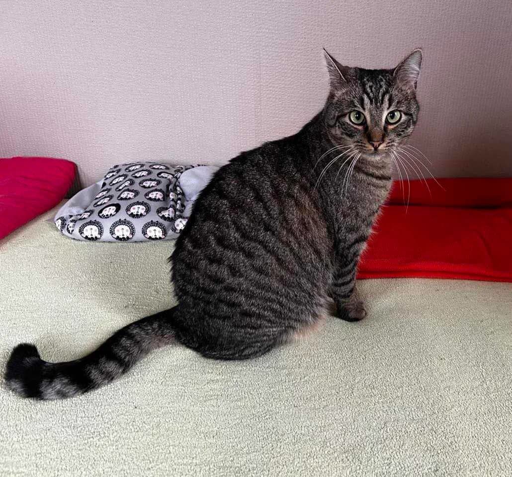 Corki, male 3yo mixed breed for adoption at Mikes HB, Havlíčkův Brod