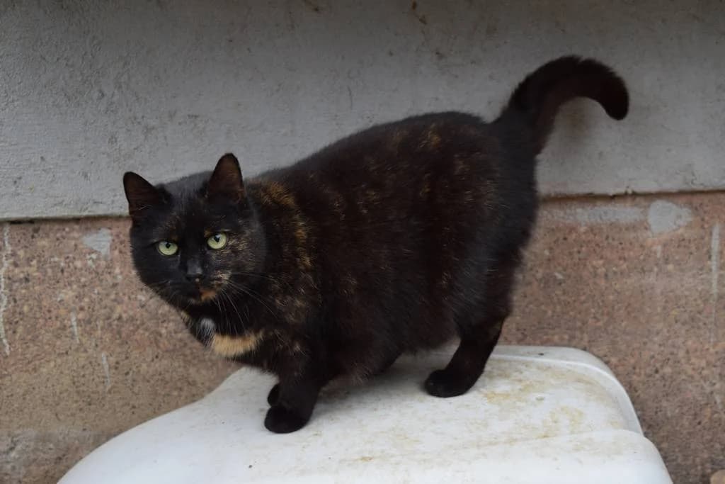 Žanetka, female Mixed Breed for adoption at Mňau Sos, Choceň-Choceň 1