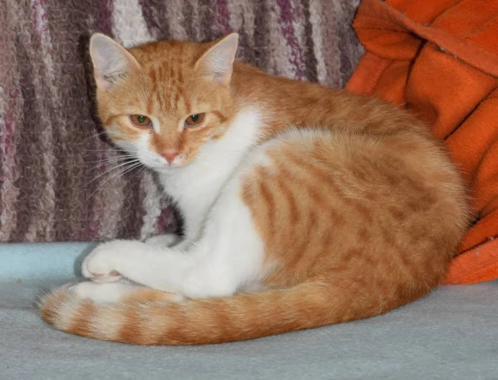 Filípek, male Mixed Breed for adoption at Mňau Sos, Choceň-Choceň 1