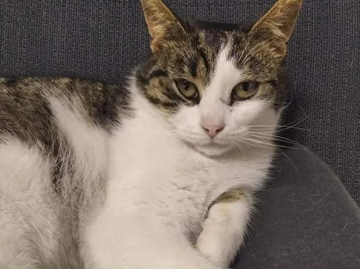 Julča, female 5yo Mixed Breed for adoption at Kočičí Tlapky, 643 00 Brno-Chrlice