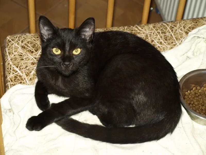 Boženka, female Mixed Breed for adoption at Ostrovský Macík