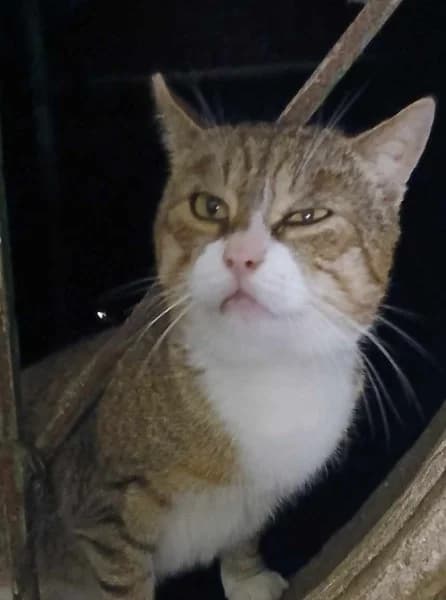 Leošek, Mixed Breed for adoption at Ostrovský Macík