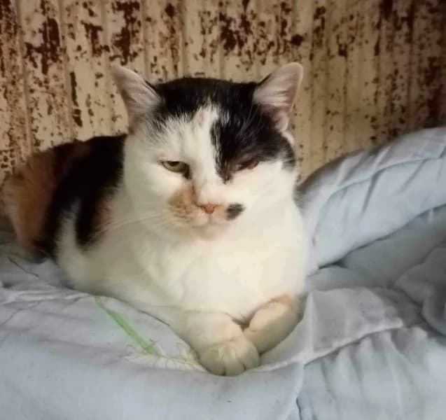 Záviš, Mixed Breed for adoption at Ostrovský Macík