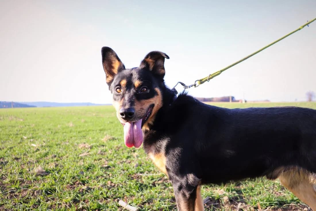 1 600 dní v útulku: Míša, Mixed Breed for adoption at Pet Heroes