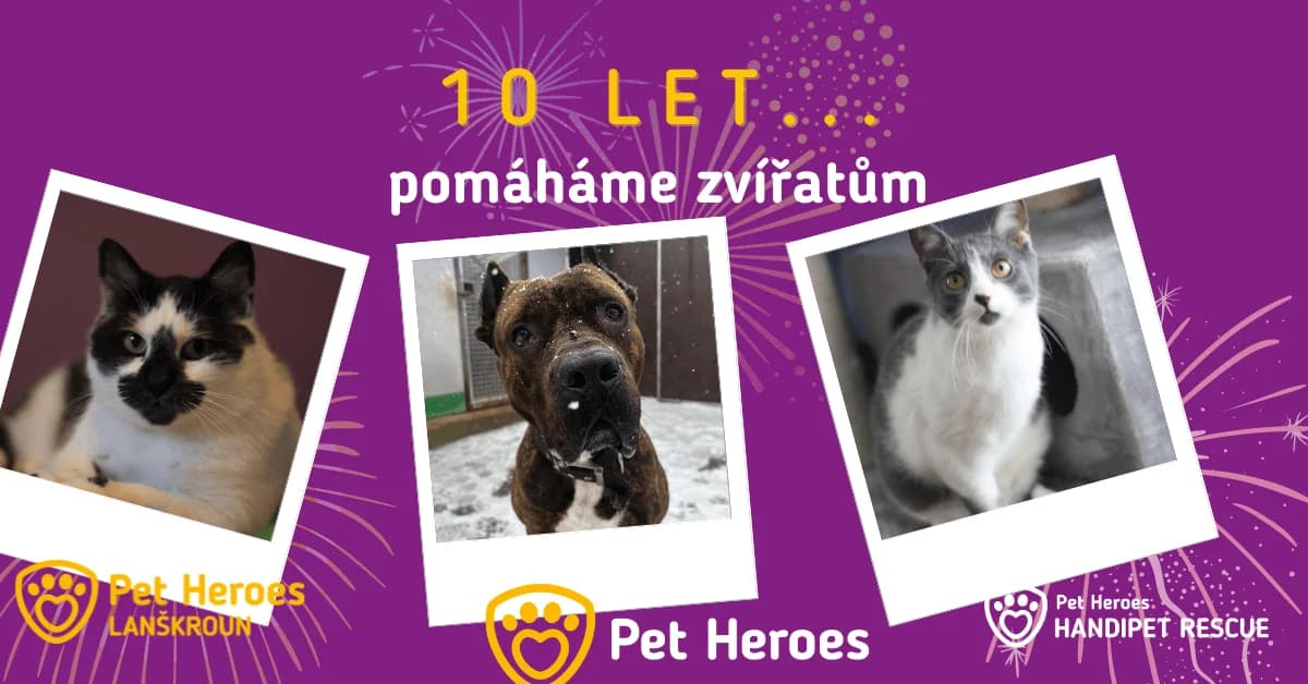10 let pomáháme zvířatům v, Mixed Breed for adoption at Pet Heroes