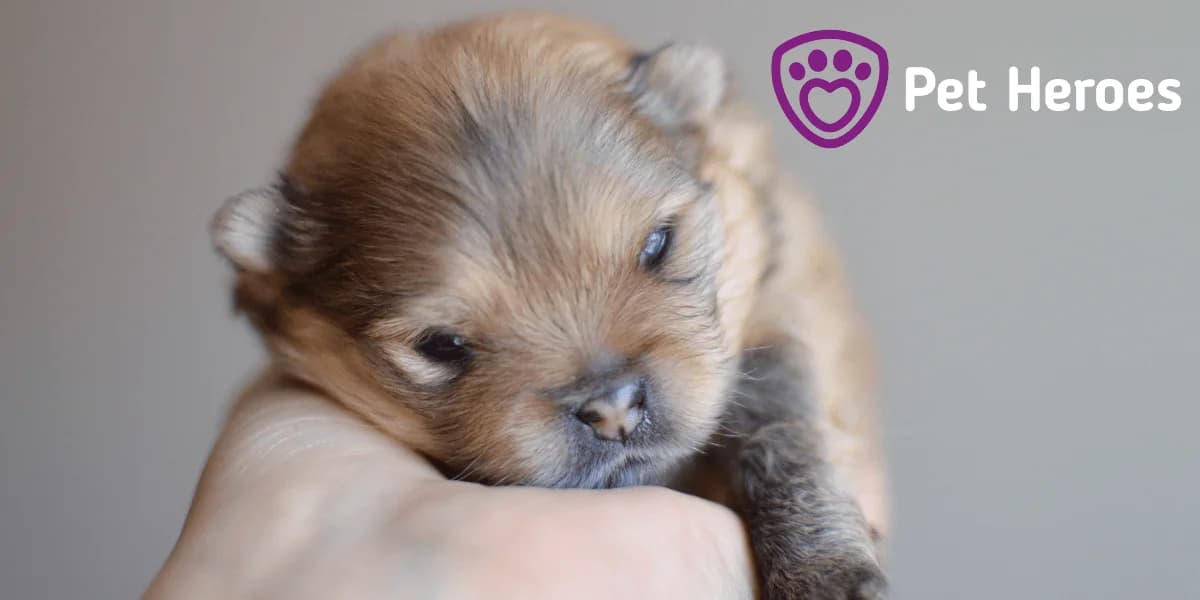7 důvodů, proč není množení dobrý nápad, Mixed Breed for adoption at Pet Heroes