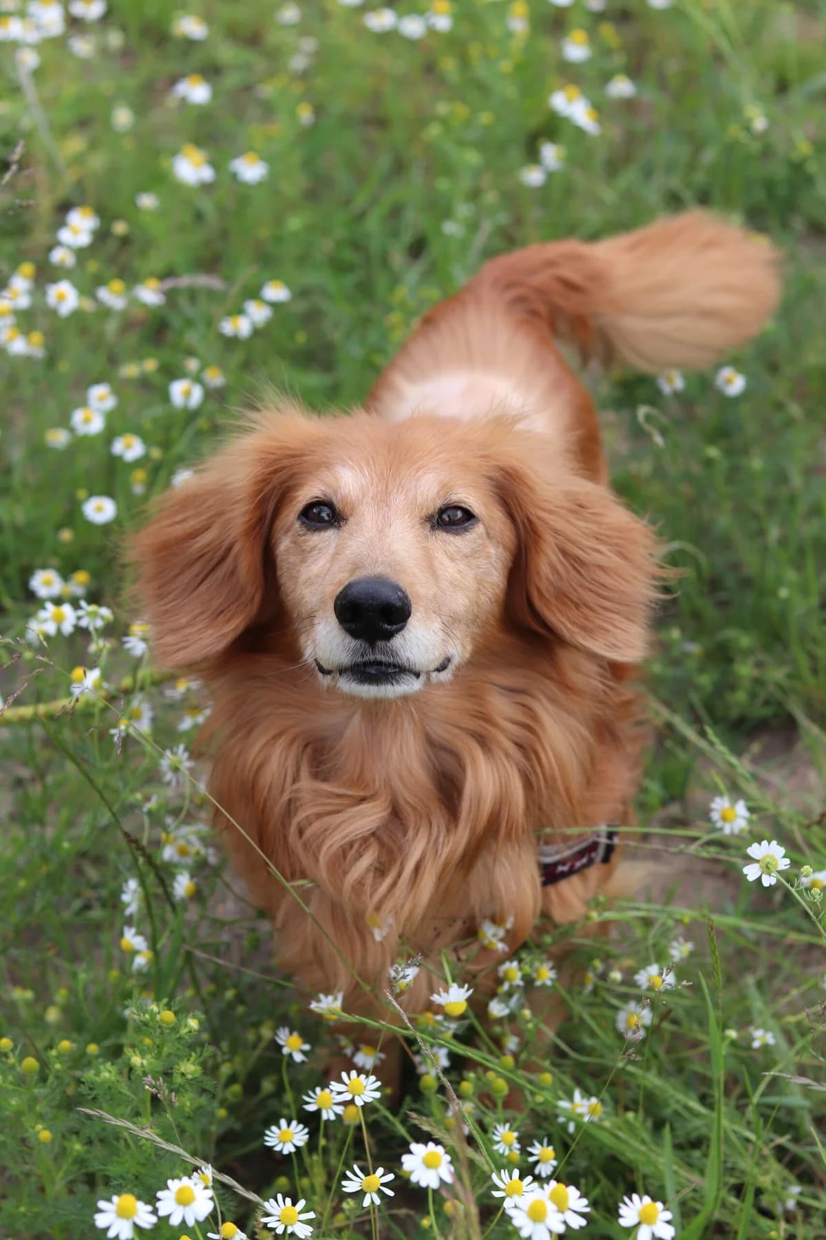 ADOPCE: Proč je adopce dobrý nápad, Mixed Breed for adoption at Pet Heroes