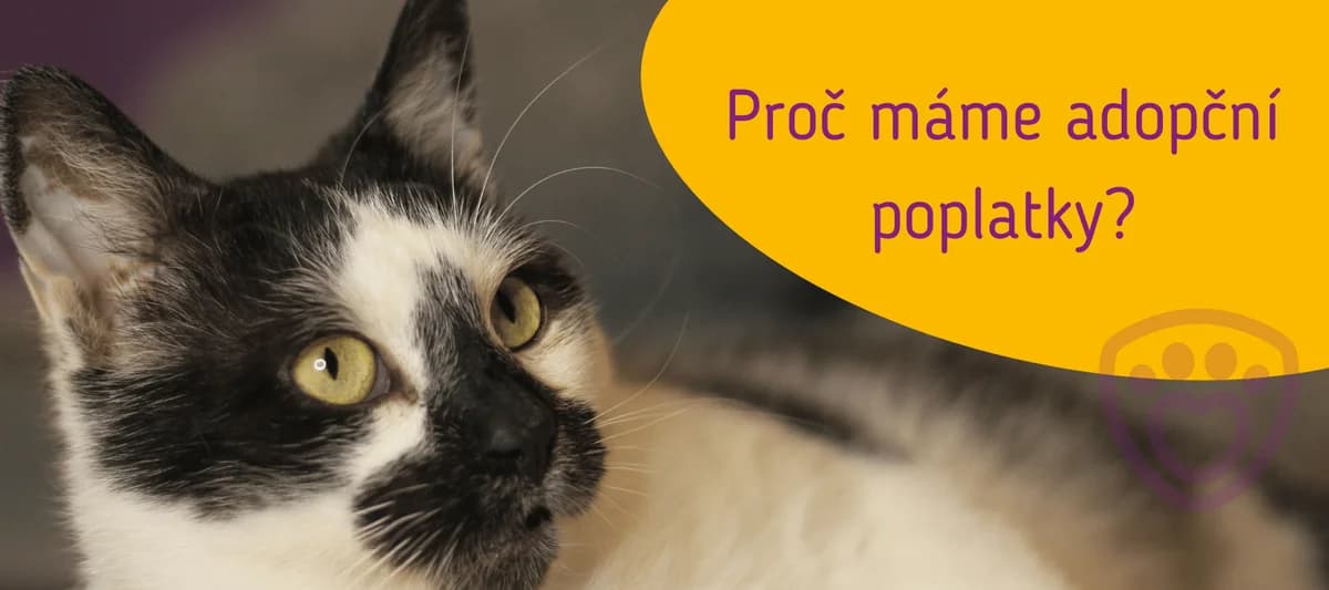 Adopční poplatek: Proč jej máme, Mixed Breed for adoption at Pet Heroes