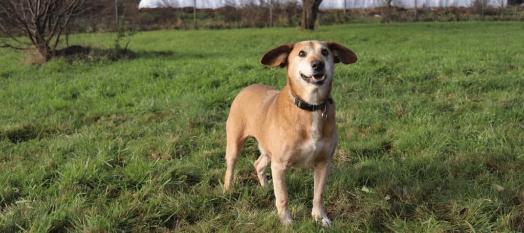 Domácí mazlíčci a alergie, Mixed Breed for adoption at Pet Heroes