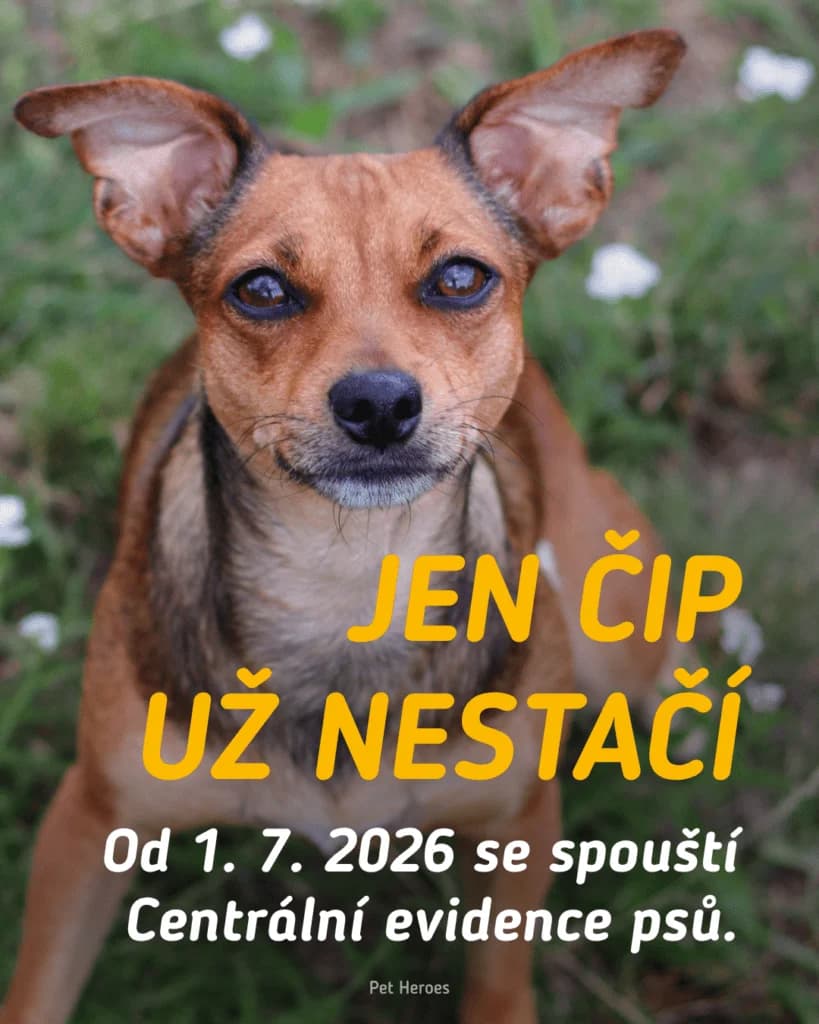 Centrální evidence psů je tady, Mixed Breed for adoption at Pet Heroes