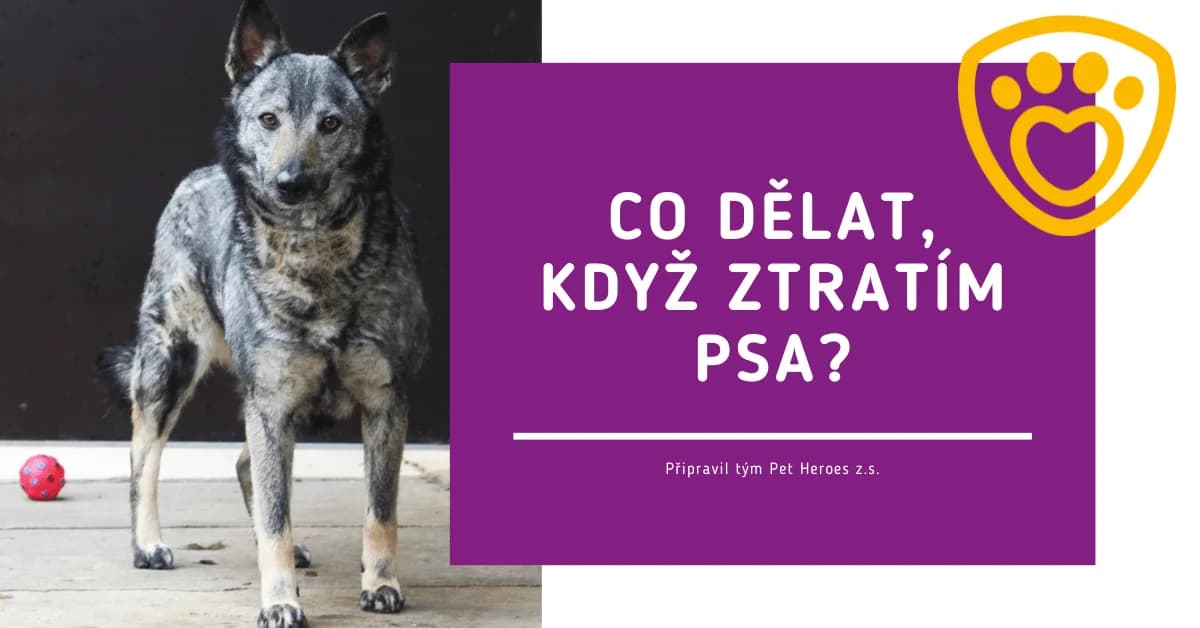 Co dělat, když ztratím psa, Mixed Breed for adoption at Pet Heroes