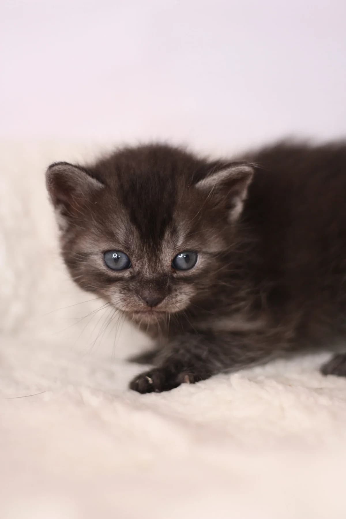 Dwarfismus: Máme kocourka se vzácnou poruchou, jmenuje se Ekko, Mixed Breed for adoption at Pet Heroes