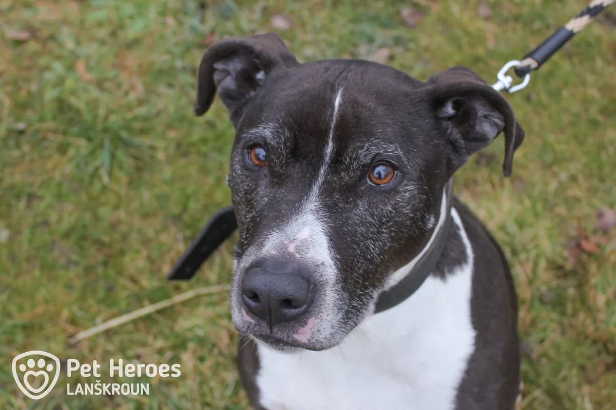Hledáme hrdinu na socky – úkoly, Mixed Breed for adoption at Pet Heroes