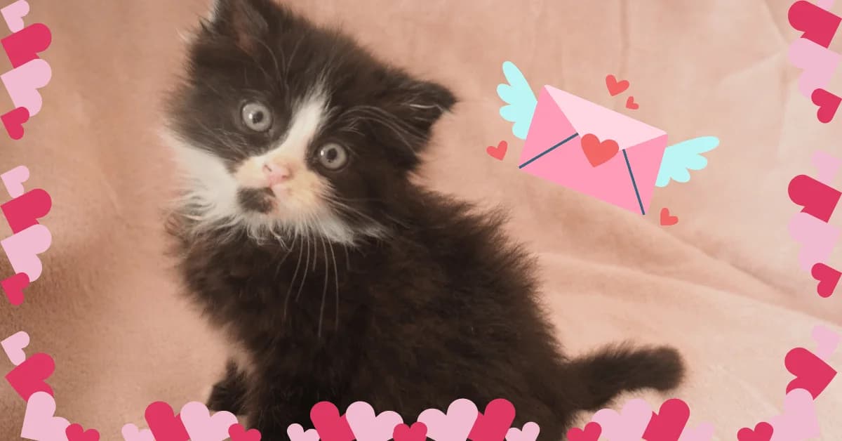 Jak říct miluju tě po kočičím, Mixed Breed for adoption at Pet Heroes