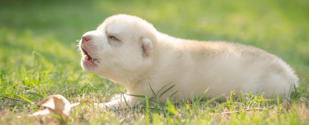 JAK PŘEDEJÍT VYTÍ A ŠTĚKÁNÍ DOMA, Mixed Breed for adoption at Pet Heroes