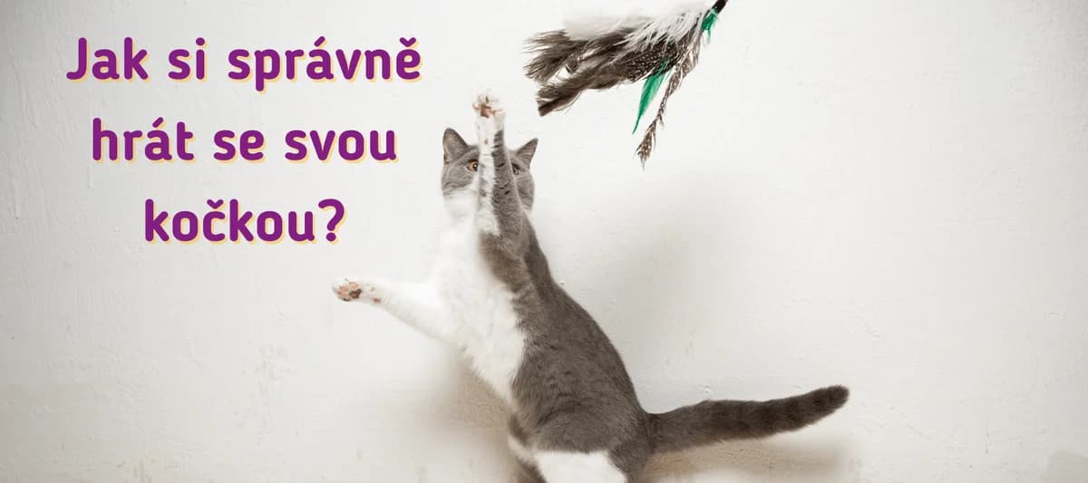 Jak si správně hrát se svou kočkou, Mixed Breed for adoption at Pet Heroes