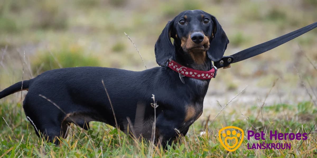 Přetahování se psem: Je to dobré nebo špatné, Mixed Breed for adoption at Pet Heroes