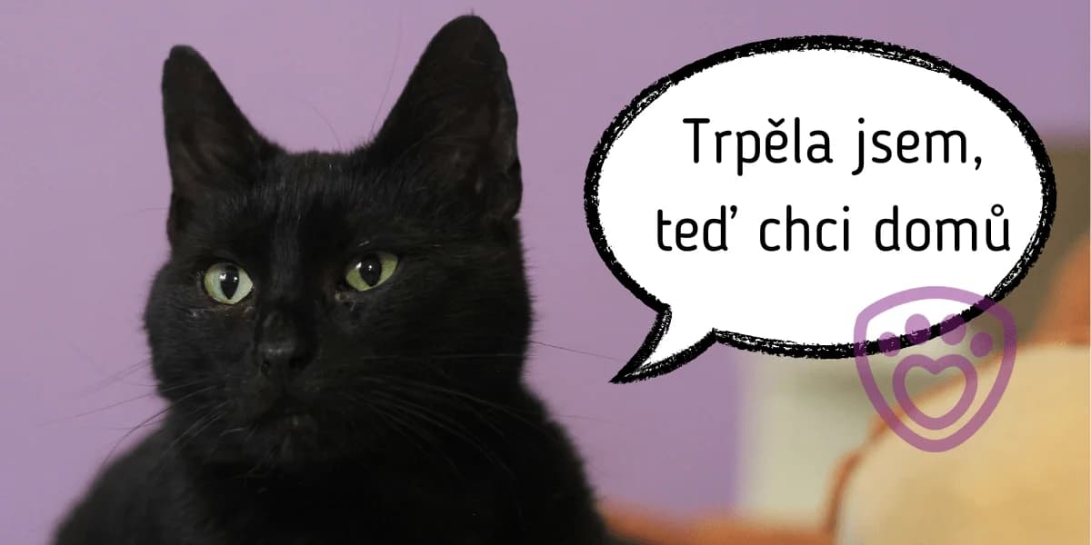 Kauza Chýnov: Kočičky hledají domov, Mixed Breed for adoption at Pet Heroes