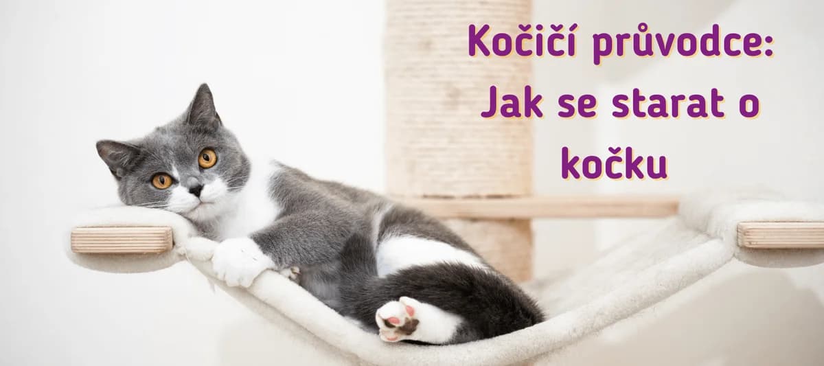 Kočičí průvodce: Jak se starat o kočku, Mixed Breed for adoption at Pet Heroes
