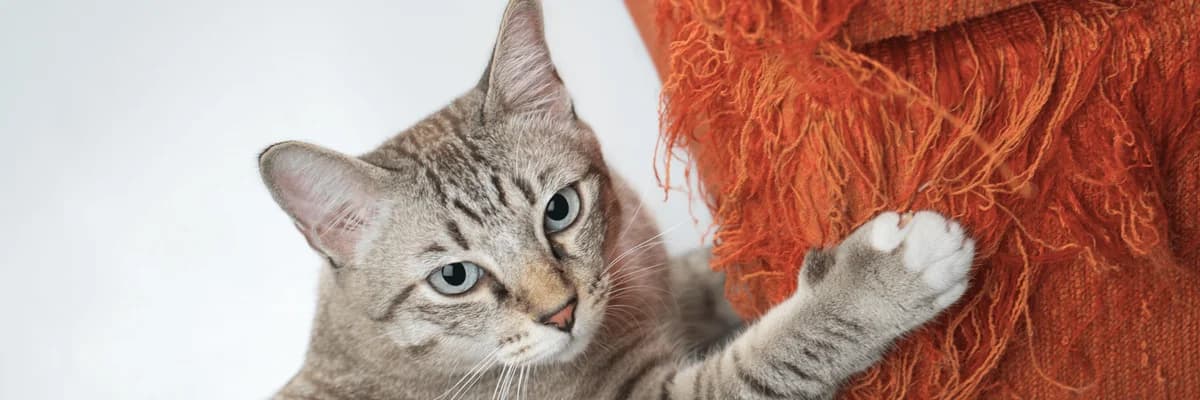 Kočka škrábe nábytek: Co s tím mám dělat, Mixed Breed for adoption at Pet Heroes